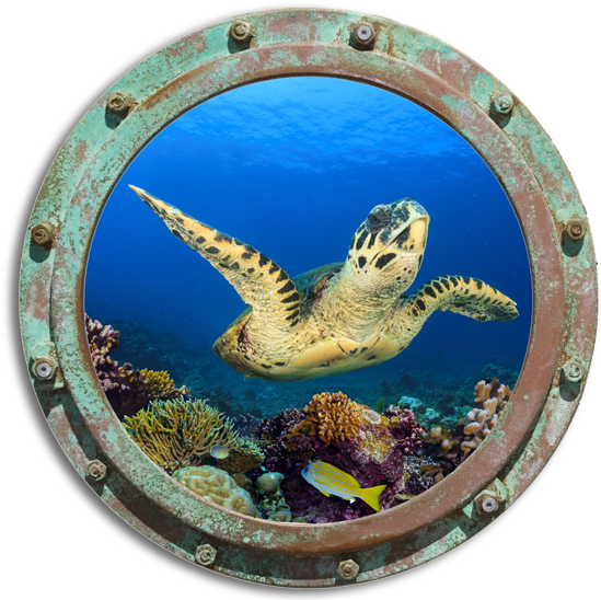 Kemp's Ridley Sea Turtle (570x550), Png Download