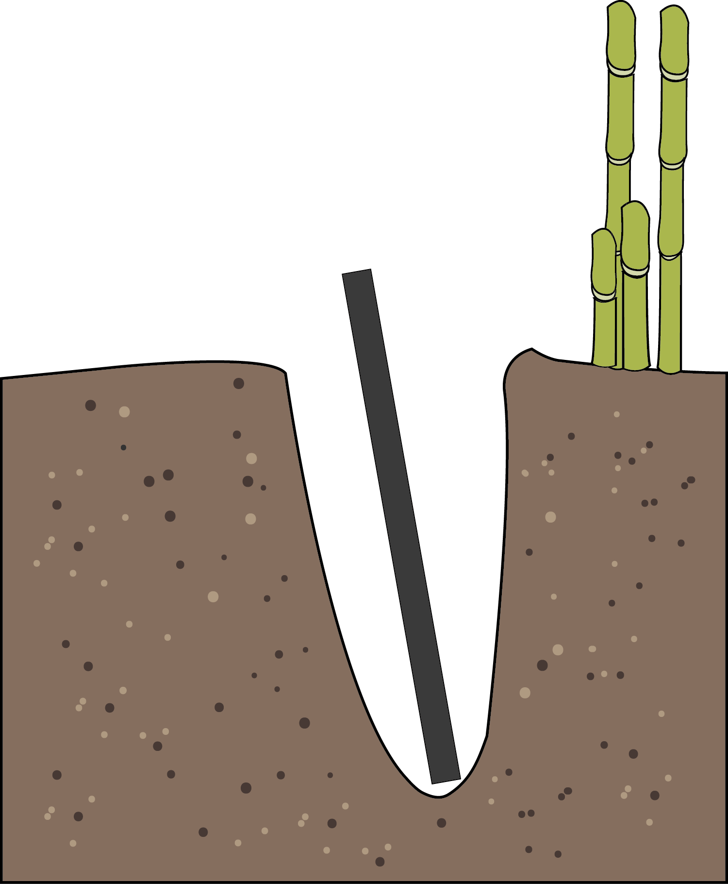 Insert Bamboo Shieldplace The Barrier Into The Dug - Illustration (1500x1820), Png Download