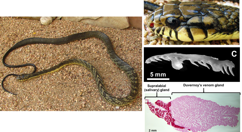 Janet Essman Franz Uvmcnhsjanet Twitter Heres One - Python (802x438), Png Download