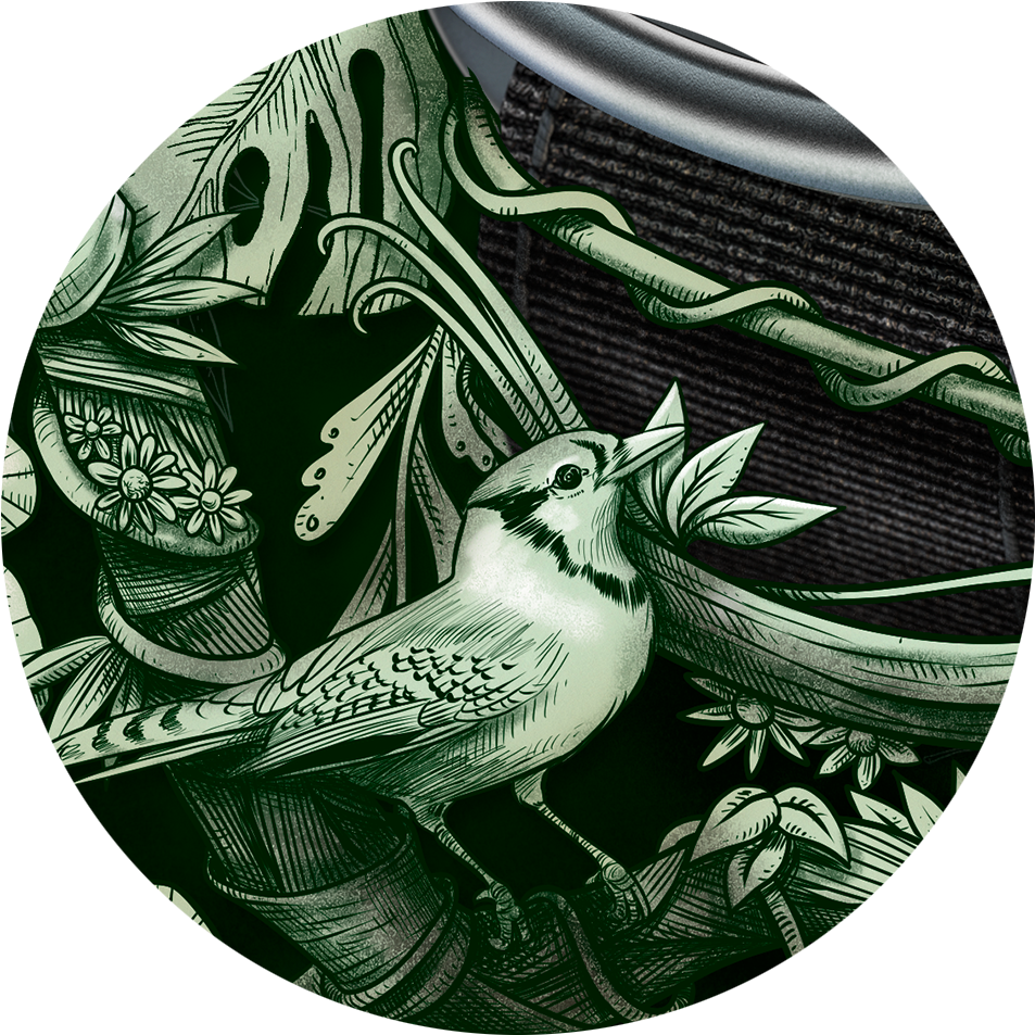 Detalhe / Detail - Piciformes (1009x1007), Png Download
