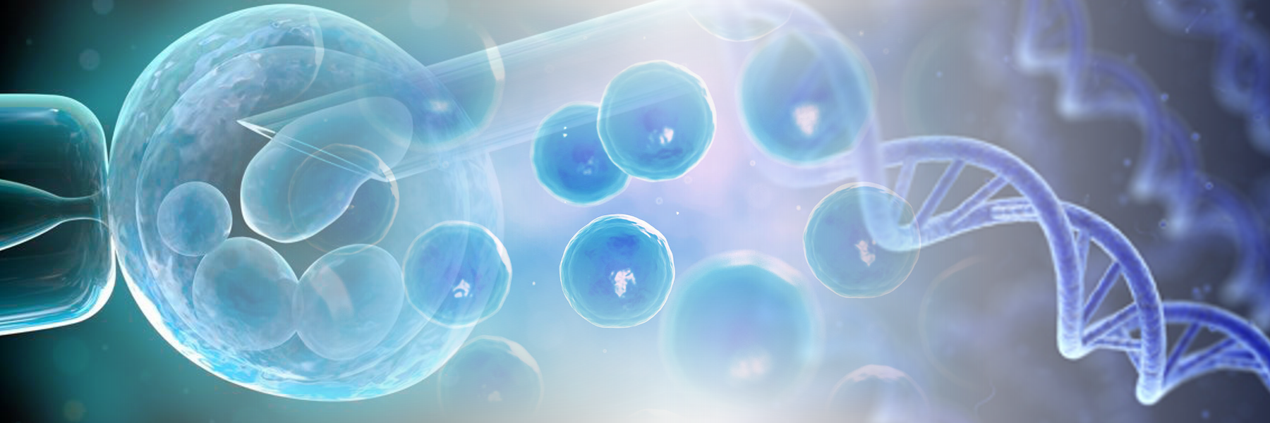 Time Magazine Article On Ubi - 14 Day Rule Embryo (1800x600), Png Download