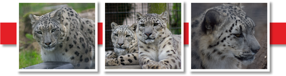 Snow Leopards Colwyn Bay - Snow Leopard (1200x333), Png Download