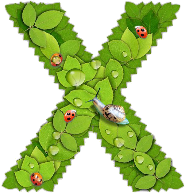 Https - //www - Freepngs - Com/ - Christmas Tree (1024x666), Png Download