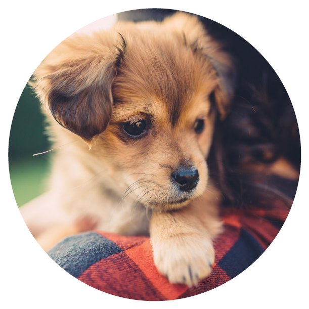 Pet Friendly - Companion Dog (660x660), Png Download