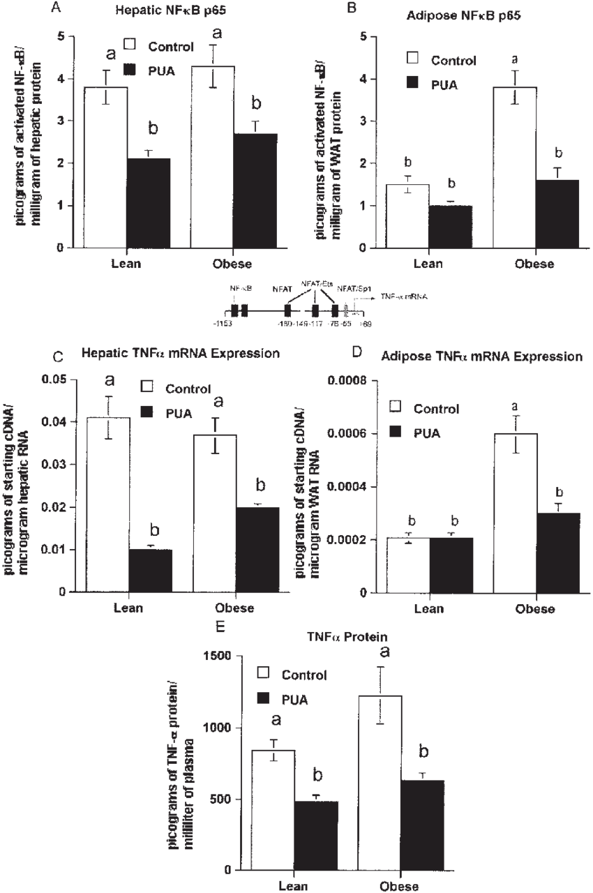 Punicic Acid Modulates Mrna Expression Of Tumor Necrosis - Diagram (850x1280), Png Download