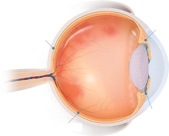 Areas Of The Eye Affected By Uveitis - Circle (736x461), Png Download