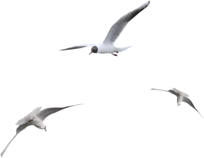 This Png File Is About Tubes , Oiseaux - Oiseau Png (800x653), Png Download