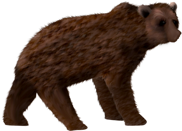 Oso - Grizzly Bear (640x640), Png Download