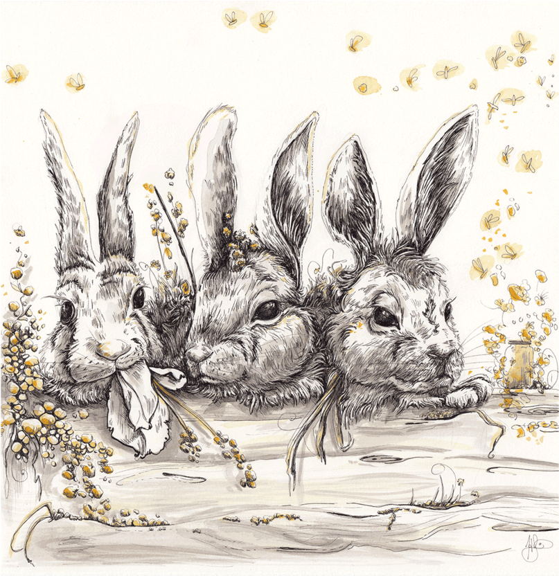 Revive - Domestic Rabbit (1000x831), Png Download