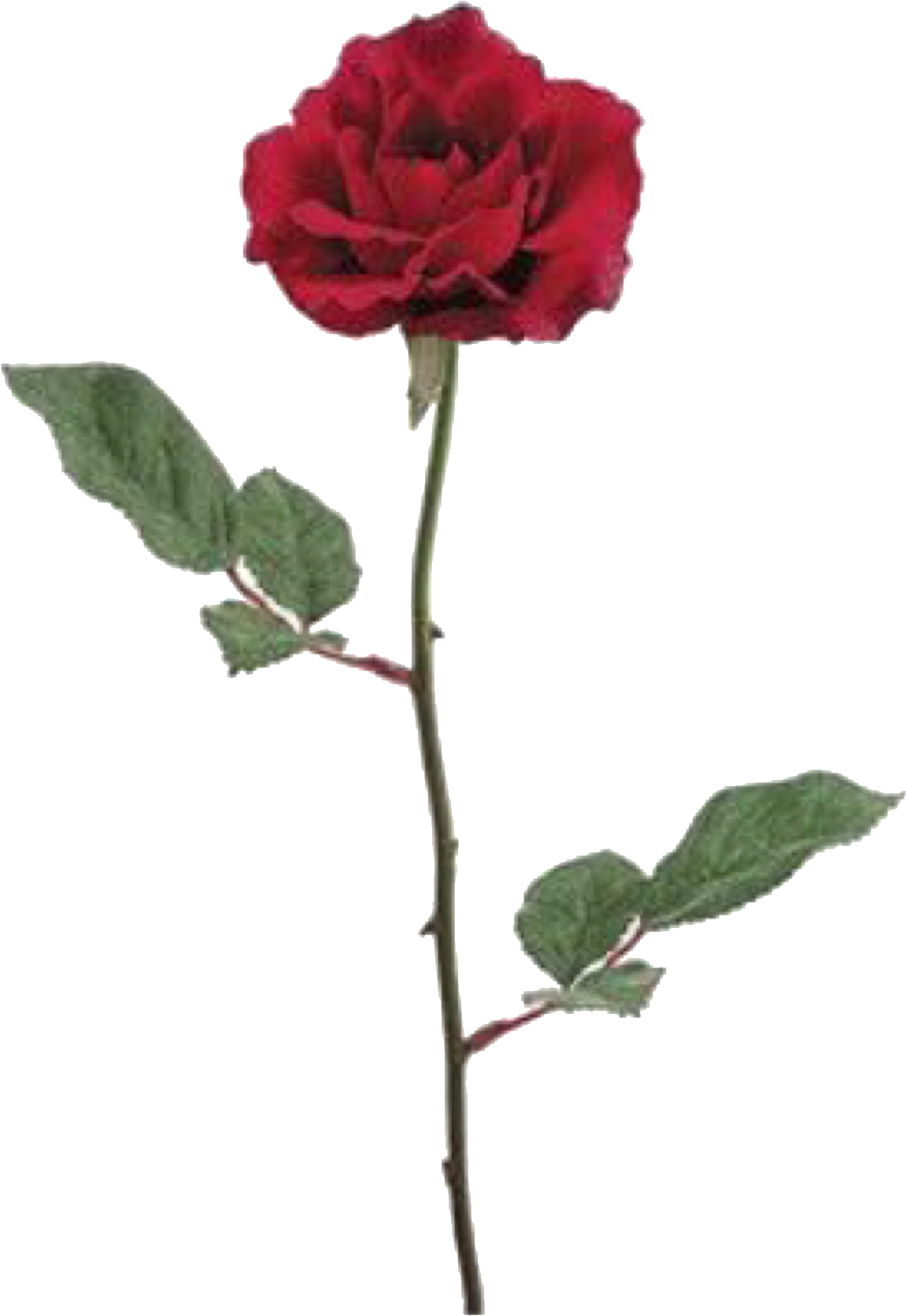 Purple Bouquets, Purple Wedding Flowers, Mint Green - American Beauty Rose (1563x2048), Png Download