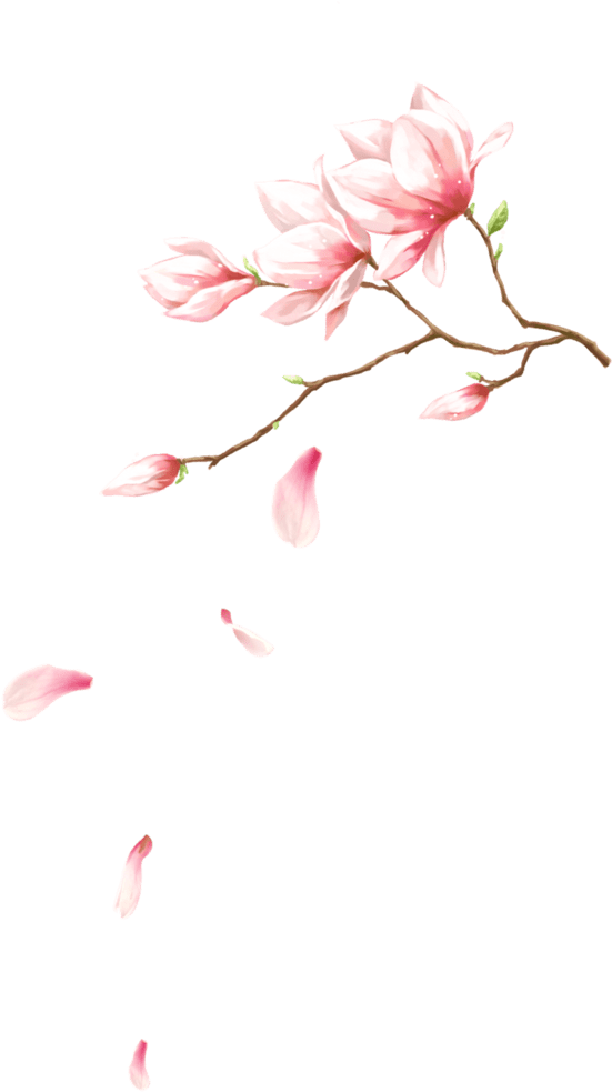 桃花 背景 (960x982), Png Download