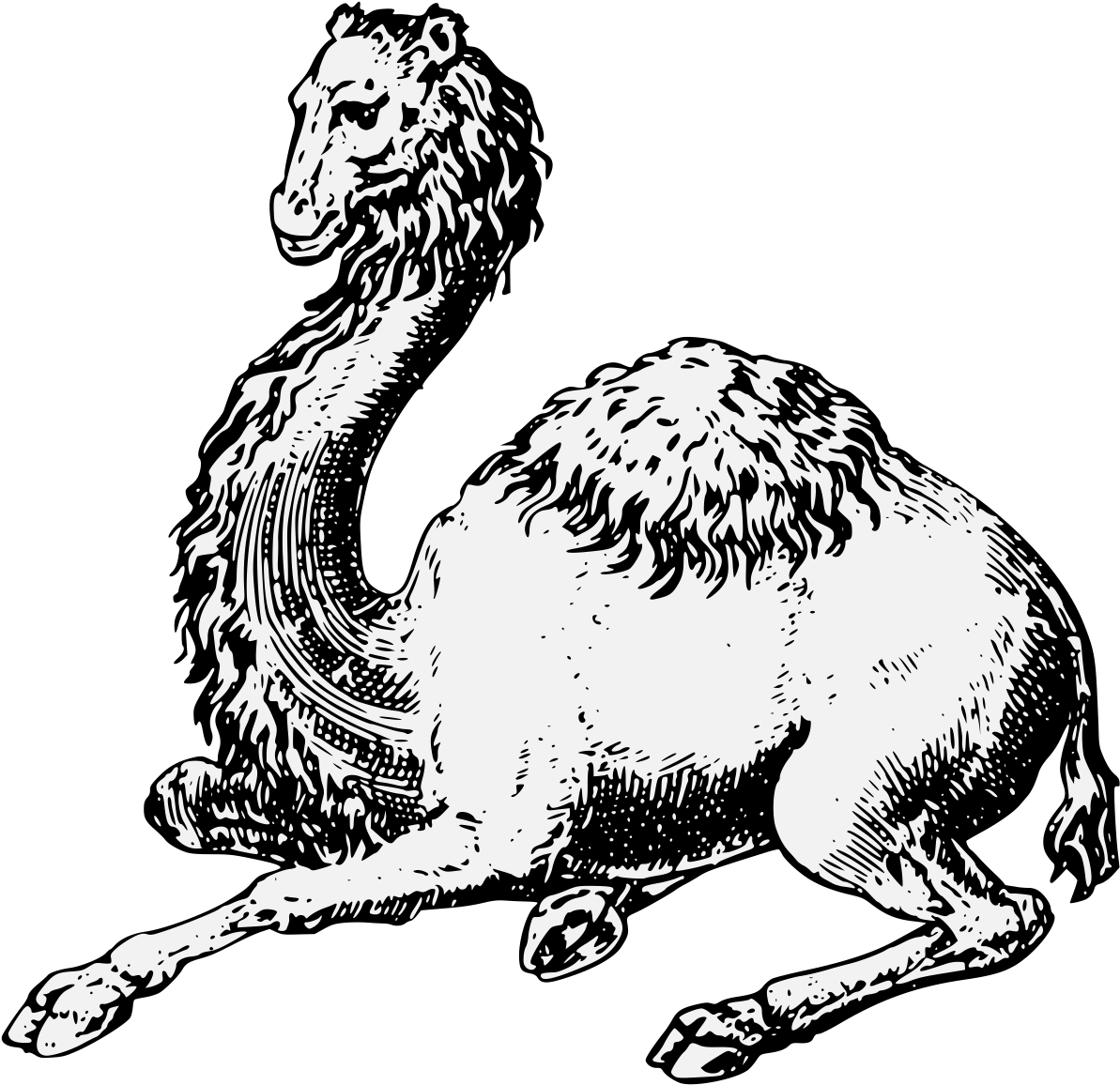 Camel Couchant - Illustration (1218x1199), Png Download