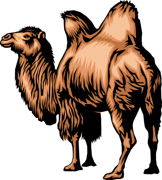 Vector Illustration Of Dromedary Two-humped Camel Beast - Mongolian Camel Clip Art (629x700), Png Download
