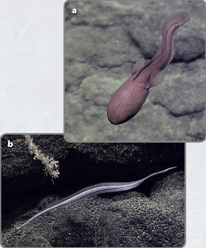 Two Examples Of Unusual Fishes Observed During The - Underwater (813x978), Png Download