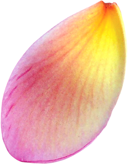 Evening - Lotus (945x945), Png Download