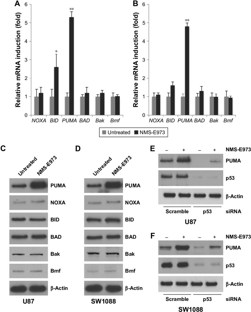Puma Is Induced By Nms E973 In Glioblastoma Cells - Diagram (850x1065), Png Download