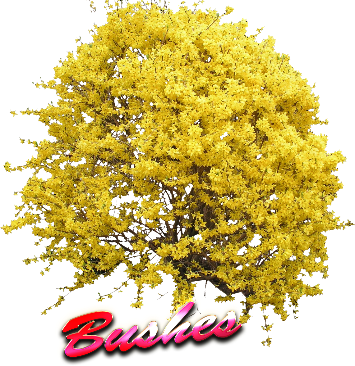 Yellow Bush Png (1222x1198), Png Download