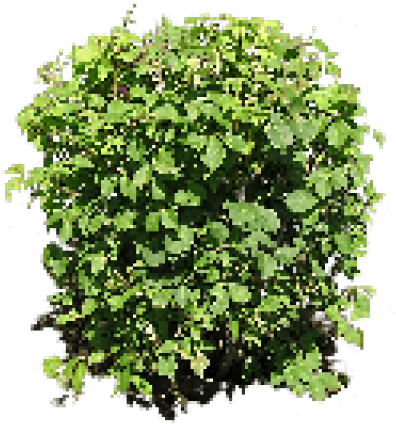 Shrub Bushes Clipart Big Plant - Bush Png Free (640x480), Png Download