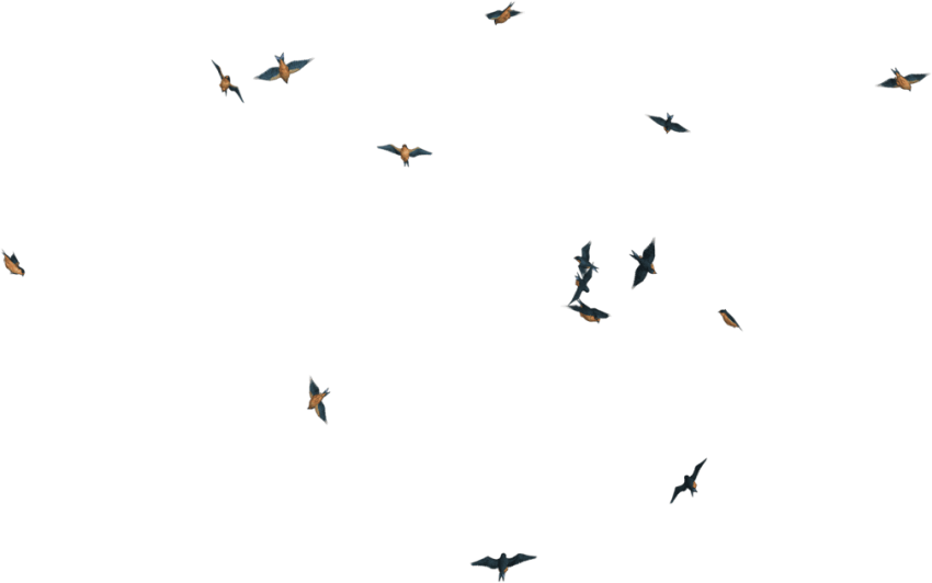 Free Png Download Flying Birds Transpareng Png Images - Transparent Fly Bird Png (850x532), Png Download