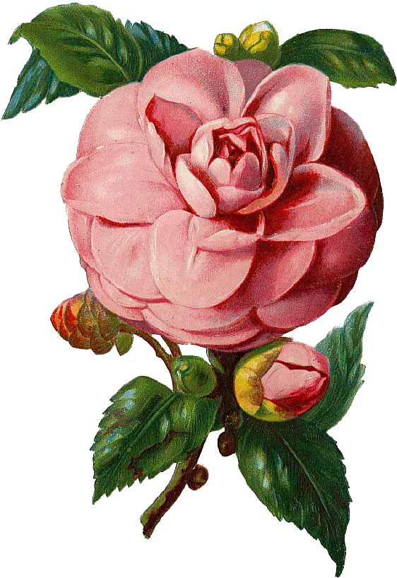 Free Vintage Pink Rose Graphic - Vintage Rose Vector Png (580x826), Png Download