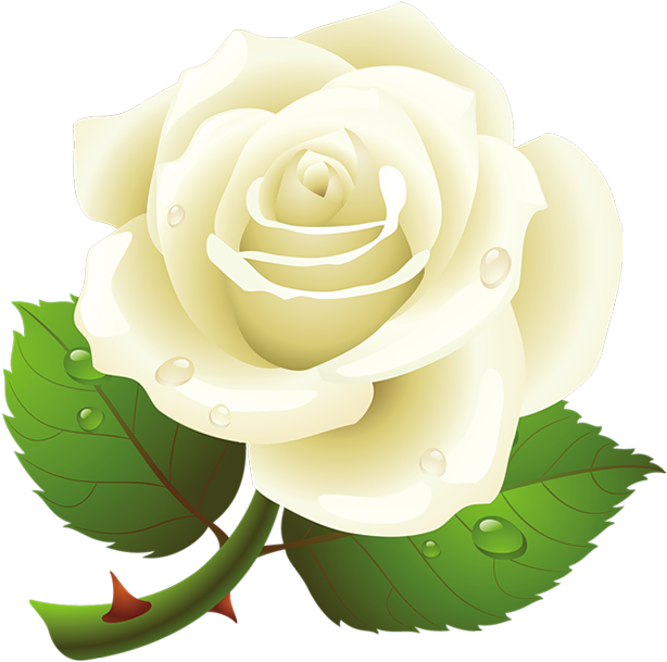 White Rose Clipart Vector - White Rose Bud Vector Png (650x652), Png Download