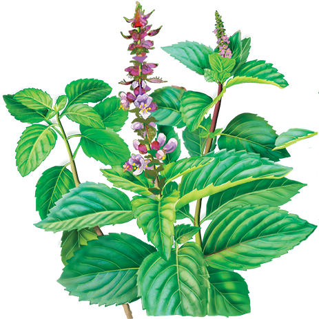 Alvita - Herbal Holy Basil Tea Organic - 24 Tea Bags (500x500), Png Download