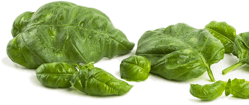 Basil Recipes - Spinach (823x896), Png Download