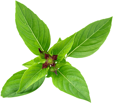 our thai basil full size png download seekpng our thai basil full size png