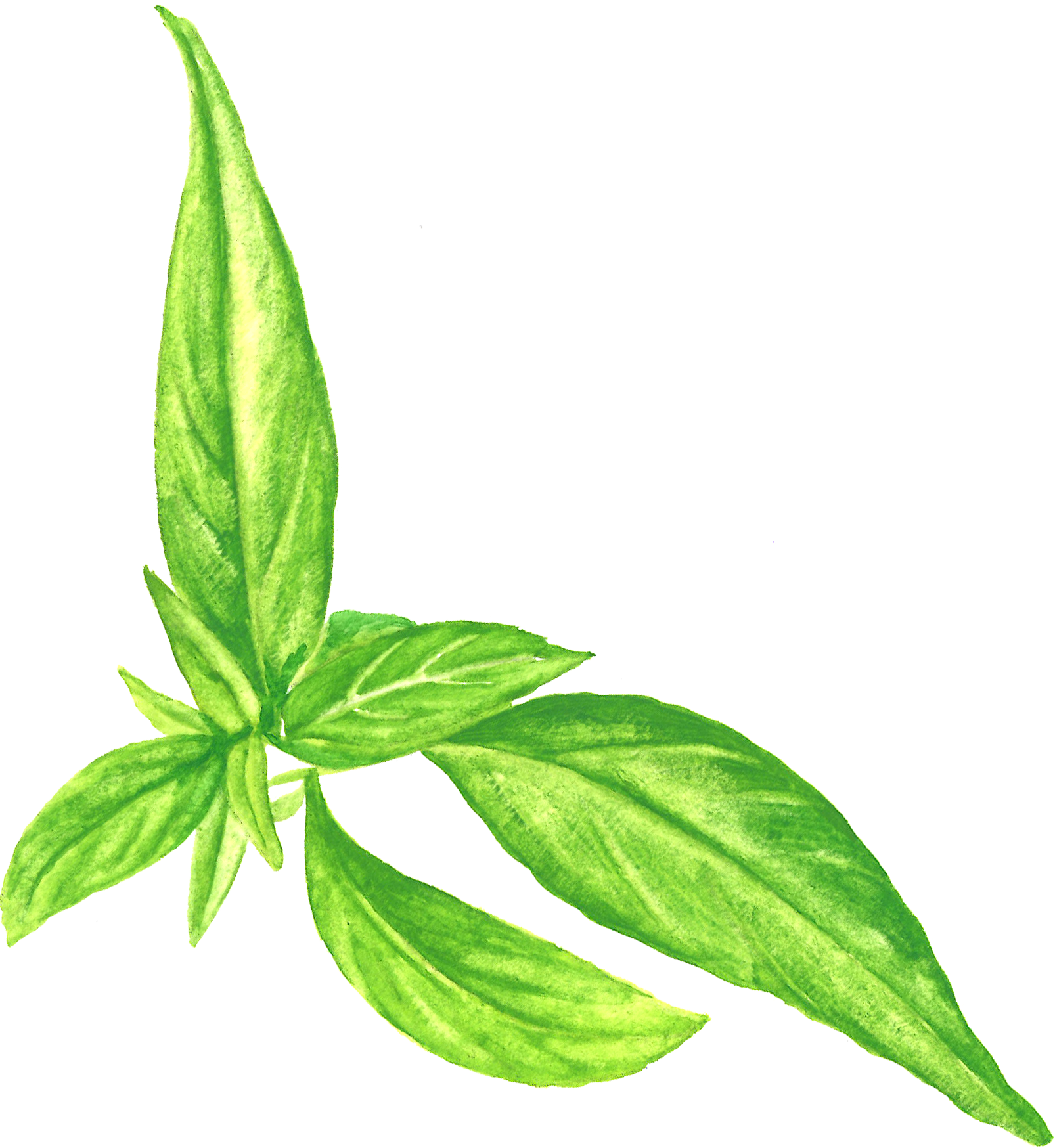 Andrographis Paiculata 1 - Archive (1606x1748), Png Download