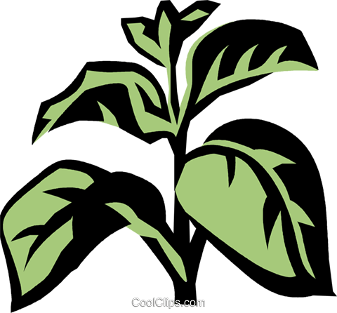 Basil Royalty Free Vector Clip Art Illustration - Cell (480x446), Png Download