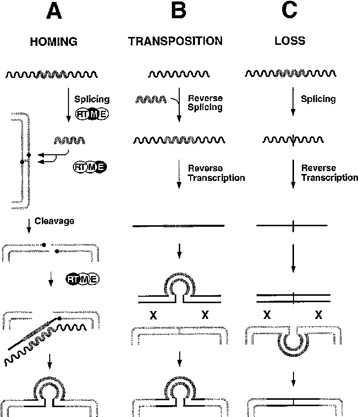 Wavy Lines, Rna - Rna (736x845), Png Download