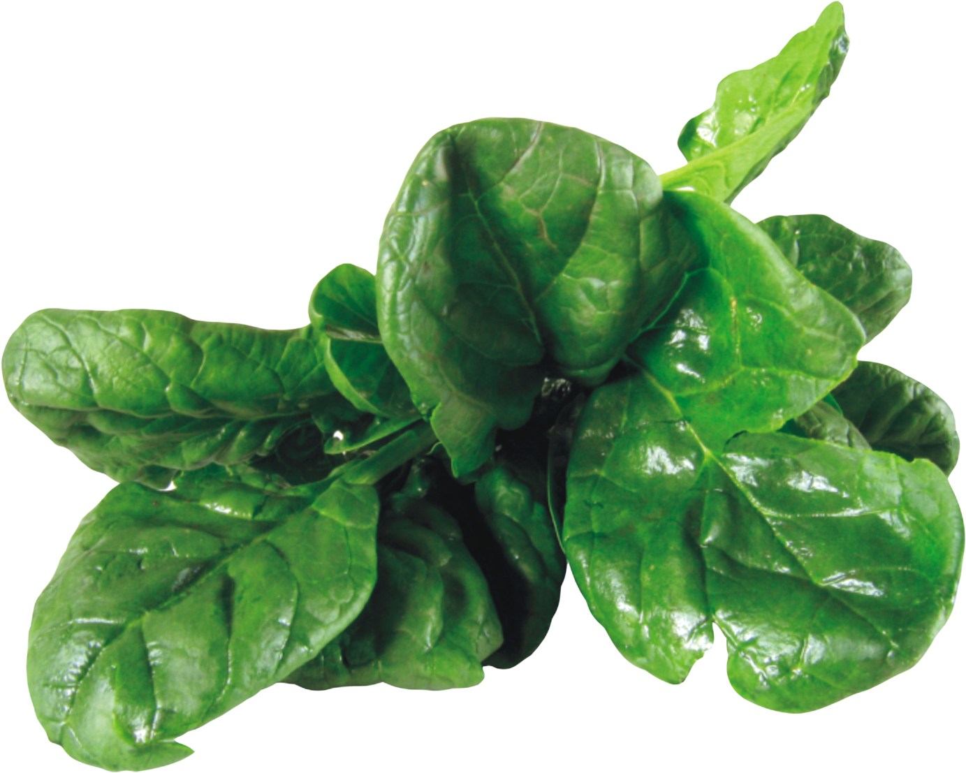 Spinach Png (1509x1199), Png Download