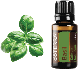 Basil Has A Warm, Spicy, Yet Herbal Aroma Known To - Melaleuca Essential Oil 100% Pure Alternifolia Tea (504x520), Png Download