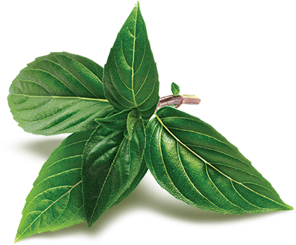 Holy Basil Full Size Png Download Seekpng