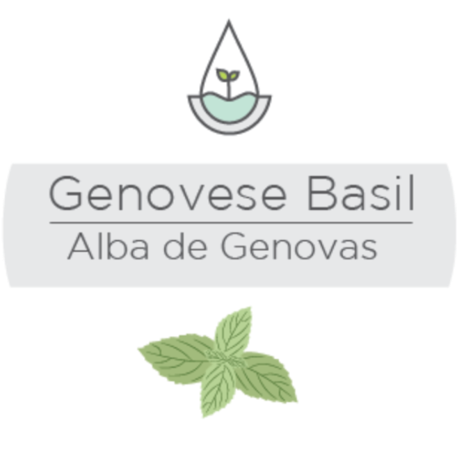 Genovese Basil - Newspaper (850x749), Png Download