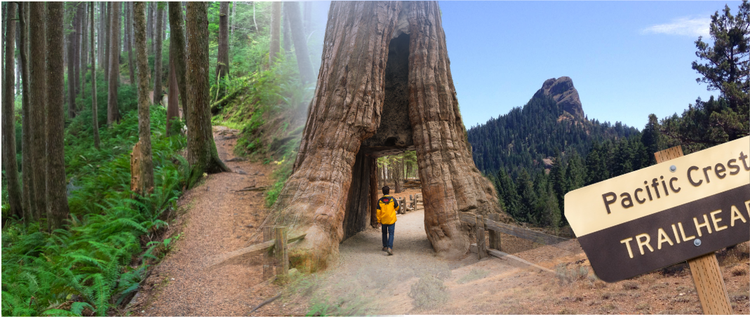 Hiking - Mariposa Grove (1069x452), Png Download