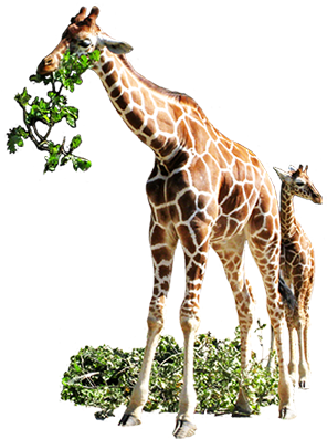 Giraffe Eating Leaves Png - Giraffe Eating Grass Clipart (307x415), Png Download