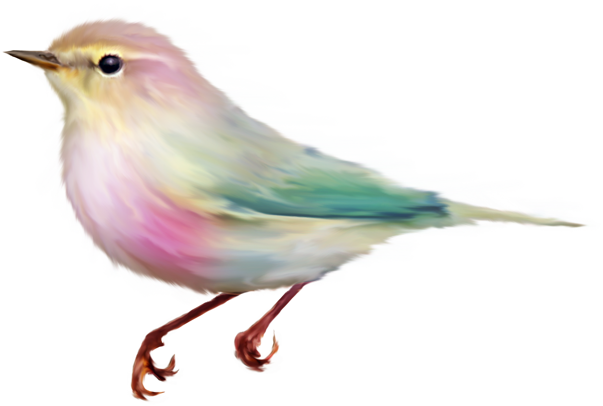 Watercolor Pink Purple Blue Bird Rustic Feather Isolated - Dessin D Oiseau En Couleur (2398x1616), Png Download