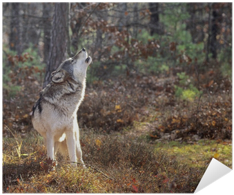 Wolf (400x400), Png Download