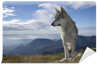 Wolf (400x400), Png Download