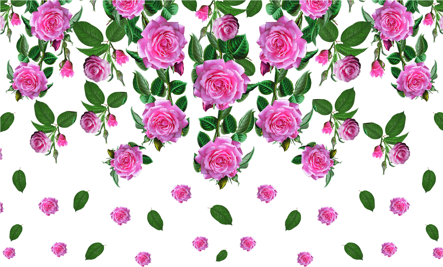 Vector,flower,vector Art,flower Vector,vector Flower - Floribunda (1500x922), Png Download