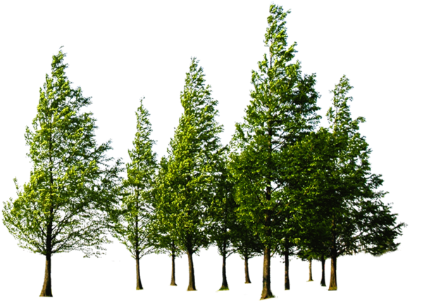 Forest Png File Download Free - Tree Forest Png (800x624), Png Download