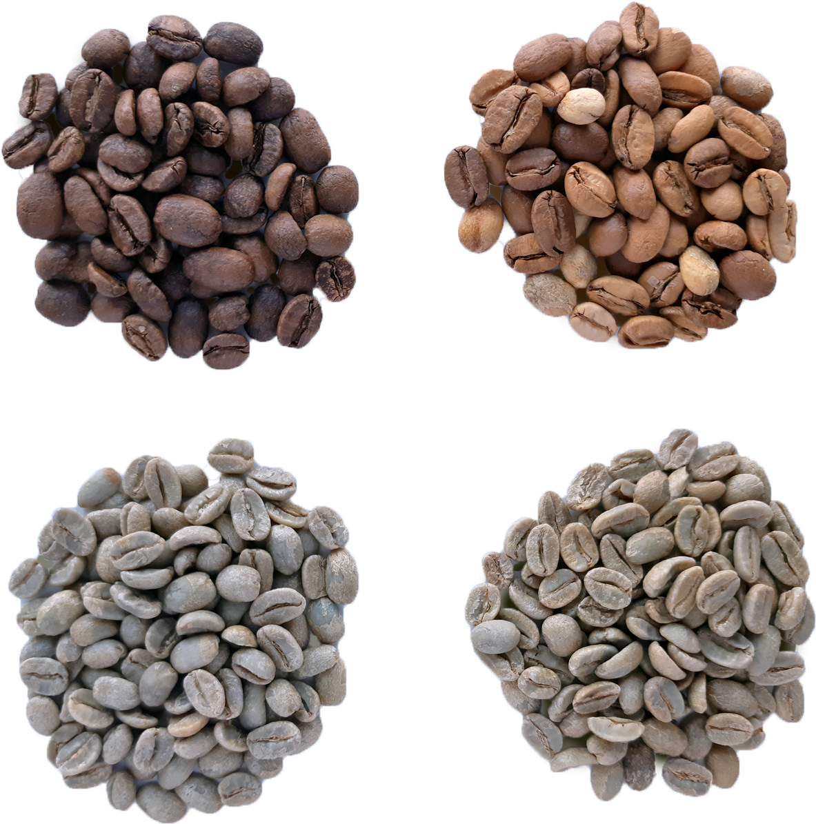 These Brazilian Green Beans Were Selected From The - Pulse (1280x1263), Png Download