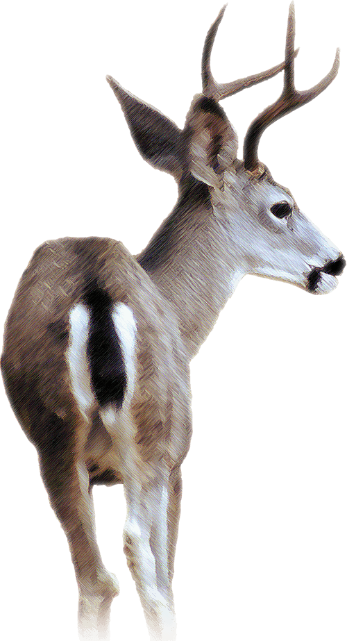 Blacktail Deer - Black Tailed Deer Transparent (500x923), Png Download