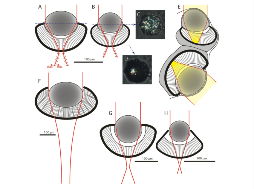 Geometrical Model And Optics Of The Lens Eyes - Animation (850x634), Png Download