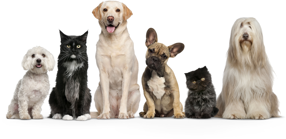 International Mastersite/after Sales/on The Way/driving - Dogs And Cats Png (960x540), Png Download