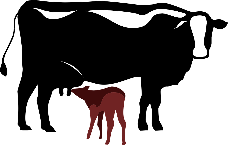 Cow Symbol (960x611), Png Download