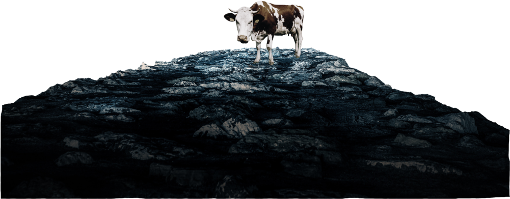 Heavens Cow Rocks Only - Dairy Cow (1000x406), Png Download