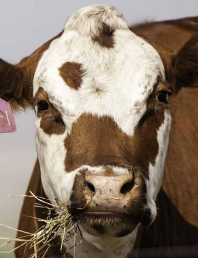 Calf (1200x829), Png Download