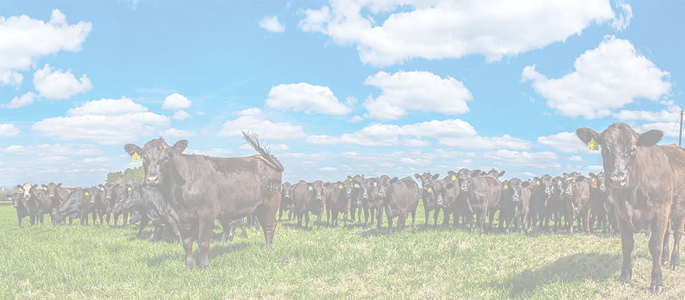 Grandin Livestock Handling Systems, Inc - Dairy Cow (980x429), Png Download